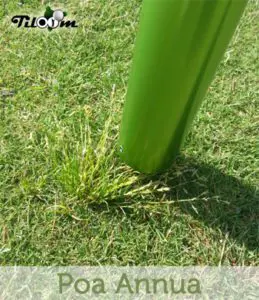 poa annua
