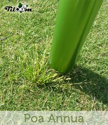 بوا أنوا