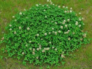 Tiloom – Breitblättrige Unkräuter – Trifolium repens
