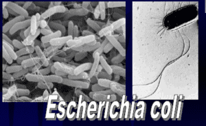 Tiloom - Aguas depuradoras para riego (V). Microbiología del agua - Escherichia coli Tiloom - Aguas depuradoras para riego (V). Microbiología del agua - Escherichia coli