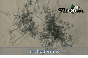 Tiloom - Fungos do relvado: Trichodermas - trichodermas