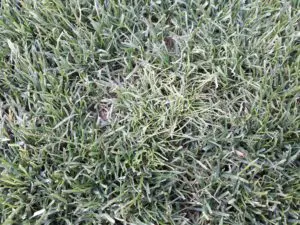 Tiloom - Procesos fisico-quimicos en perfiles de greens III. Diagnostico de deficiencias agronómicas - 20181218 103941 300x225 Tiloom - Procesos fisico-quimicos en perfiles de greens III. Diagnostico de deficiencias agronómicas - 20181218 103941 300x225