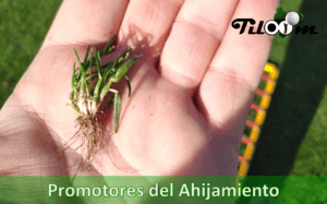 Tiloom - Promotores del ahijamiento. - promotores del ahijamiento