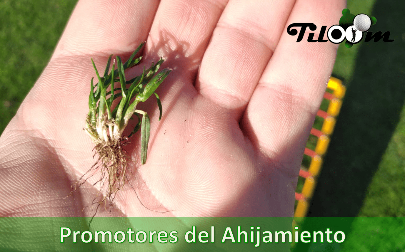 Tiloom - Promotores del ahijamiento. - promotores del ahijamiento