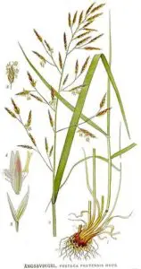 Tiloom - تحمل العشب للملوحة: اختر النوع المناسب - 250px 442 Festuca pratensis Tiloom - تحمل العشب للملوحة: اختر النوع المناسب - 250px 442 Festuca pratensis