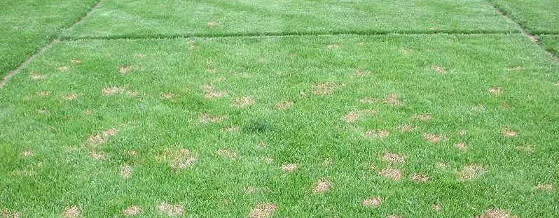 Tiloom - Integrated Pest Management (IPM) Damage threshold - RedThreadDiseaseResized1 e1550570743694 Tiloom - Integrated Pest Management (IPM) Damage threshold - RedThreadDiseaseResized1 e1550570743694