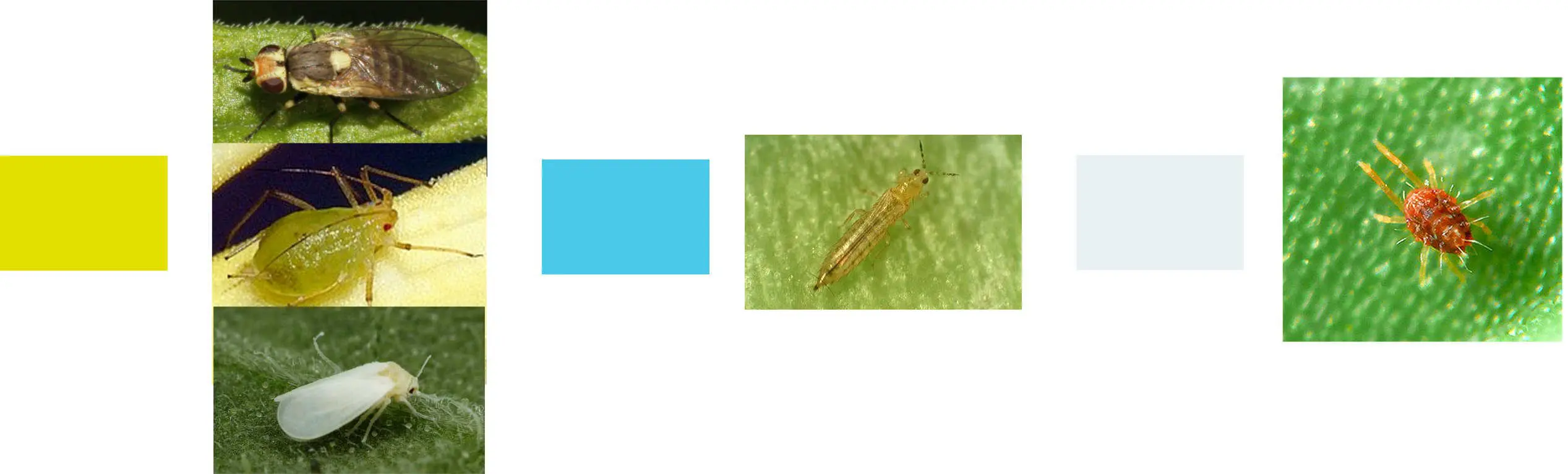 Tiloom – Integrated Pest Management (IPM) – Damage threshold – introduction Tiloom – Integrated Pest Management (IPM) – Damage threshold – introduction