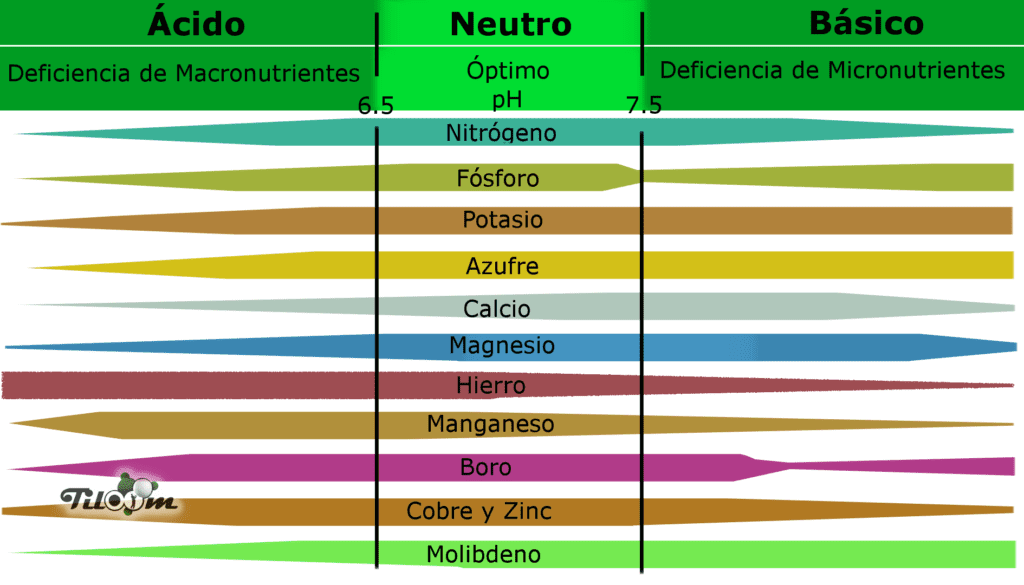 Tiloom - Analisi fogliari: individua le carenze nutrizionali nelle tue colture - phsuelo