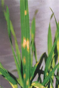 Tiloom - Analisi fogliare dei microelementi: individua e corregge le carenze - 5084233762 275945b092 b
