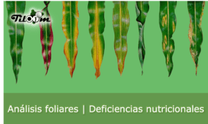 Deficiencias nutricionales