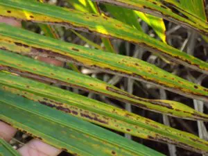 Tiloom - Analisi fogliare dei microelementi: individua e corregge le carenze - OilPalm 300x225