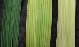 Tiloom - Analisi fogliare dei microelementi: individua e corregge le carenze - Rice7 300x181