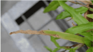 Carenza di potassio