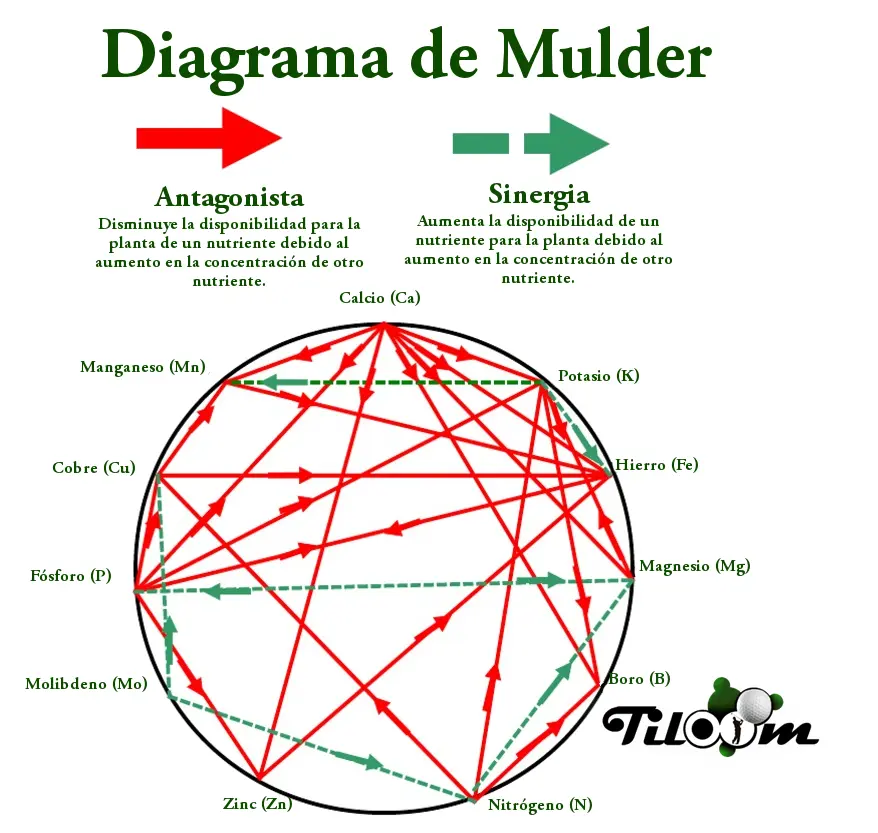 Tiloom – Müller-Diagramm – Nährstoffverhältnisse (aktualisiert) – Müller-Diagramm TILOOM Mulder Diagramm Tiloom Bild