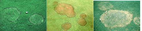 Tiloom - Bonnes pratiques contre le rhizoctonie : étapes pour une lutte efficace - Rhizoctonia07sm Tiloom - Bonnes pratiques contre le rhizoctonie : étapes pour une lutte efficace - Rhizoctonia07sm