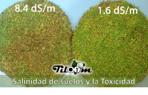 Tiloom – Soil Salinity and Toxicity – Home page: Soil Salinity and Toxicity