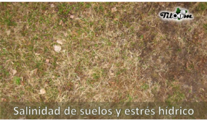 Tiloom - Salinidad de suelos y estrés hídrico - portada estrés hidrico