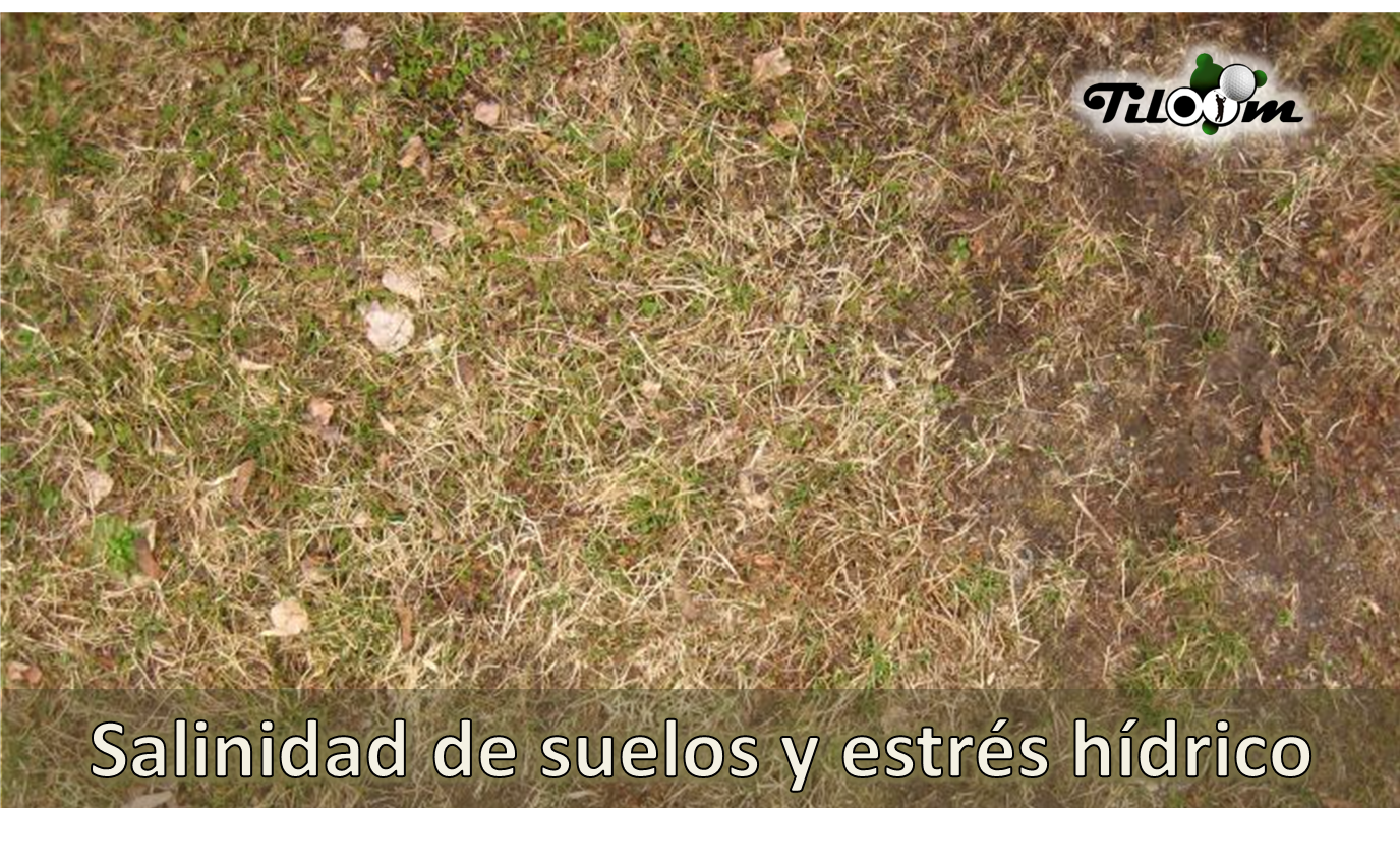 Tiloom - Salinidad de suelos y estrés hídrico - portada estrés hidrico