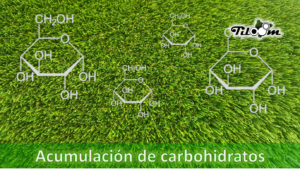 Tiloom - Acumulación de carbohidratos - Acumulación de carbohidrátos portada 3 1