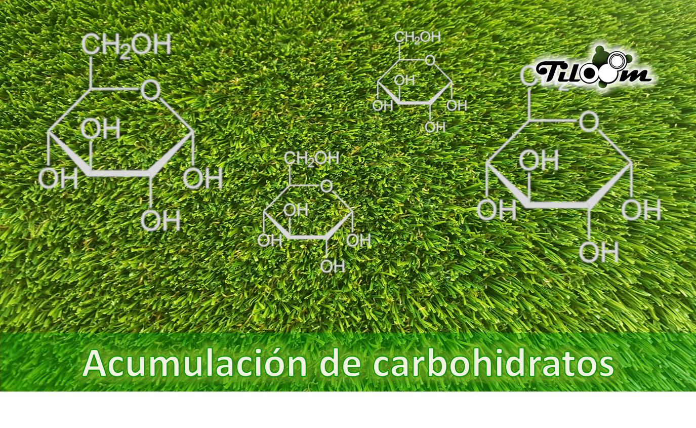 Tiloom - Acumulación de carbohidratos - Acumulación de carbohidrátos portada 3 1