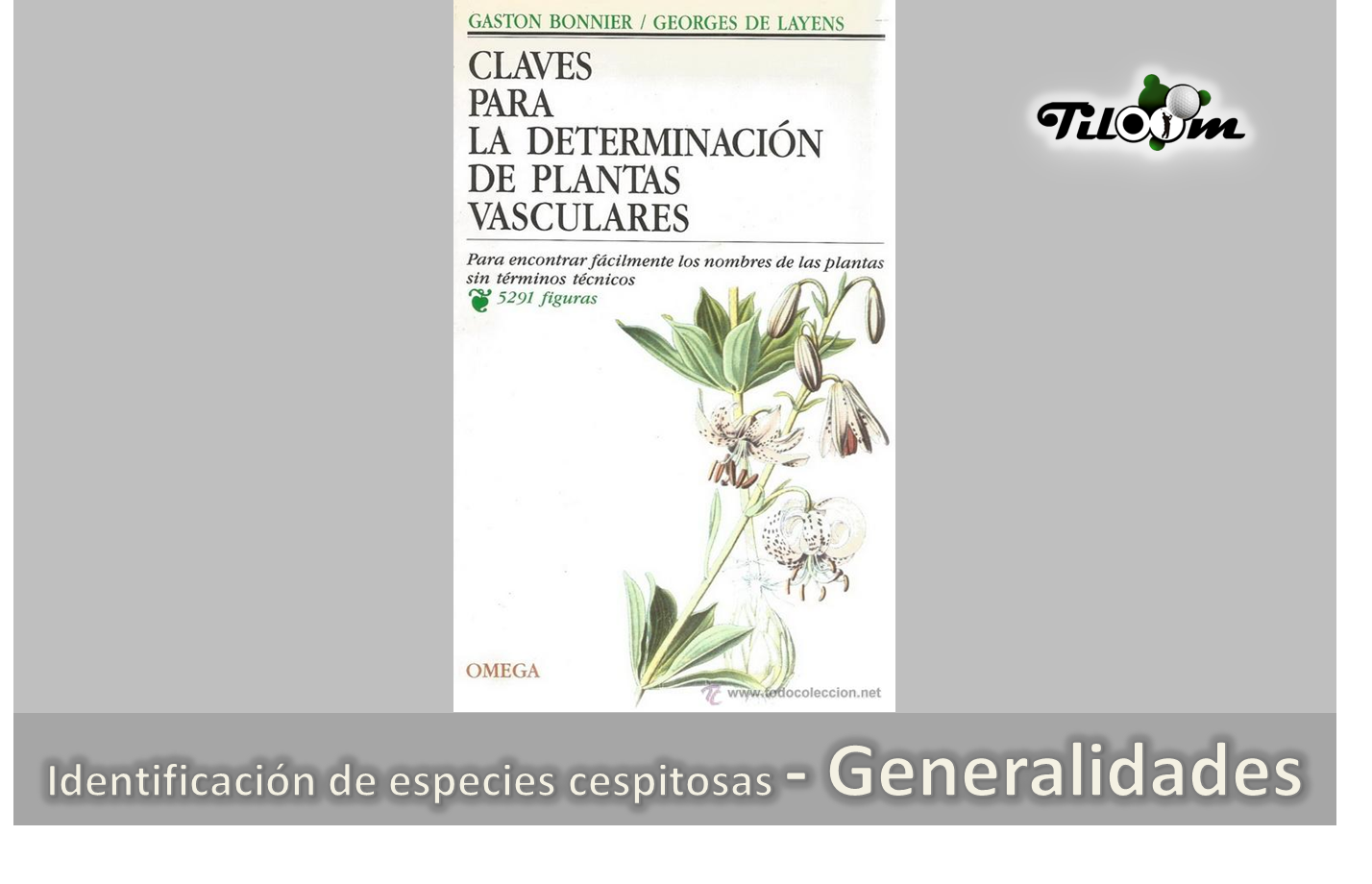 Tiloom - Identificazione delle specie cespitose - Informazioni generali - Adattamento delle specie cespitose - Pagina 5