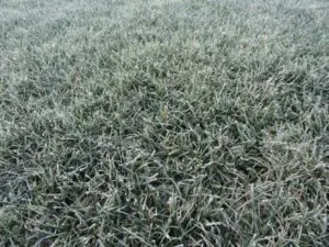 Tiloom - Types of frost - Frost Image Tiloom - Types of frost - Frost Image