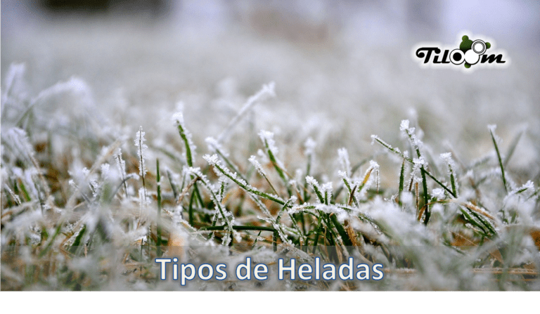 Tiloom - Types of frost - Types of frost