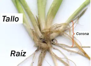 Tiloom - Acumulación de carbohidratos - corona Tiloom - Acumulación de carbohidratos - corona