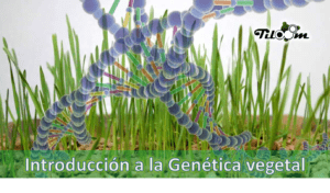 Tiloom - Genética vegetal en las semillas de gramíneas - genetica