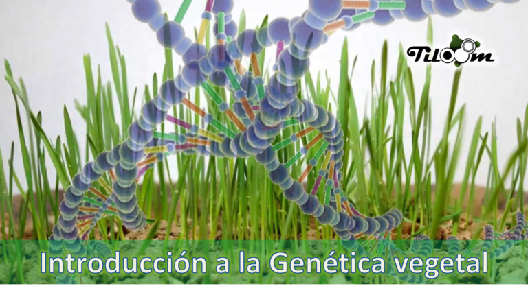 Tiloom – Plant genetics in grass seeds – genetics