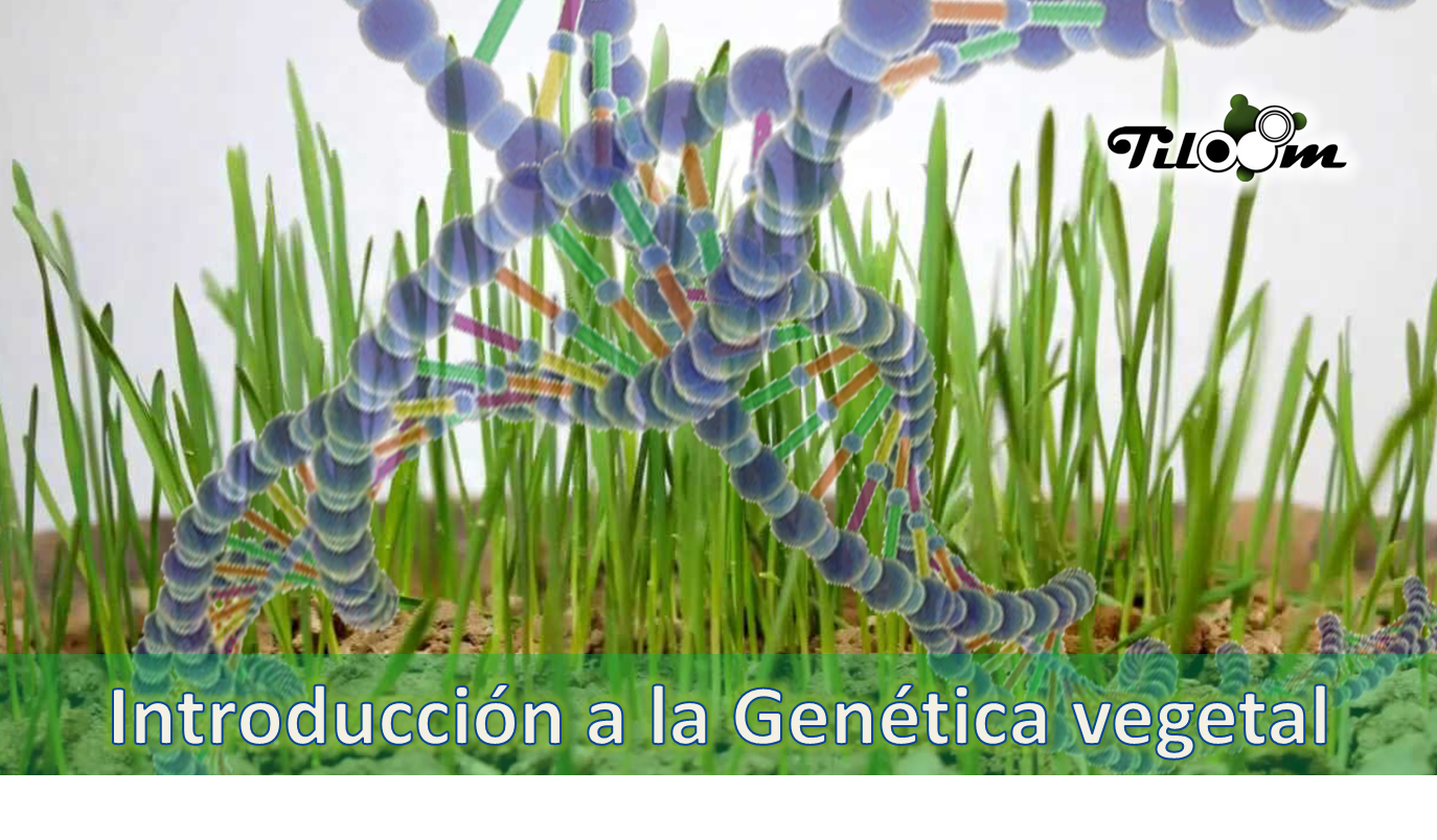 Tiloom - Genética vegetal en las semillas de gramíneas - genetica