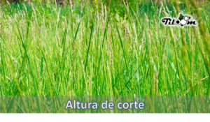 Tiloom – The cutting height that will transform the health of your lawn – Cutting height