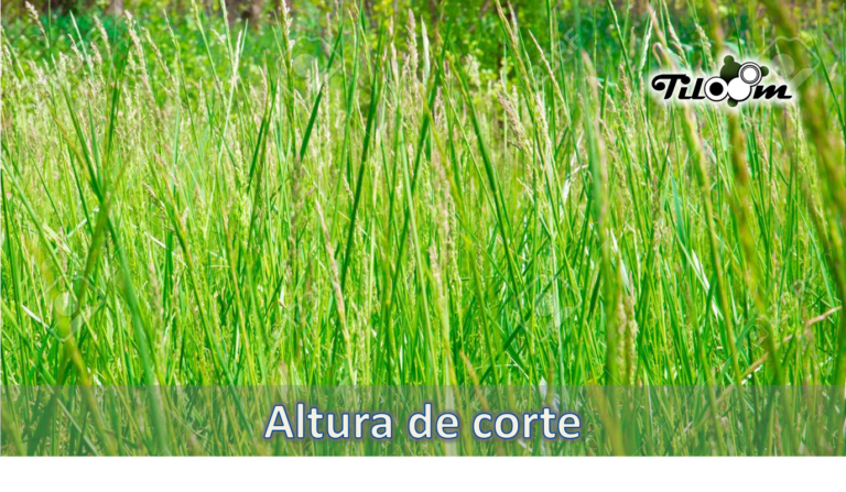 Tiloom – The cutting height that will transform the health of your lawn – Cutting height