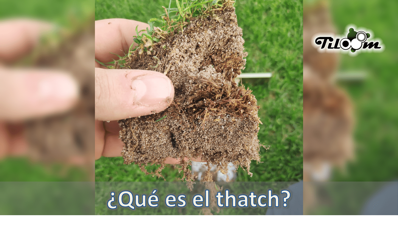 Tiloom - ¿Que es el Thatch? - que es el thatch