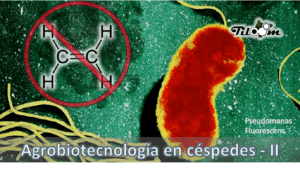 Tiloom - ACC-désaminase : l'enzyme qui protège votre gazon du stress - L'agrobiotechnologie au service des gazons II