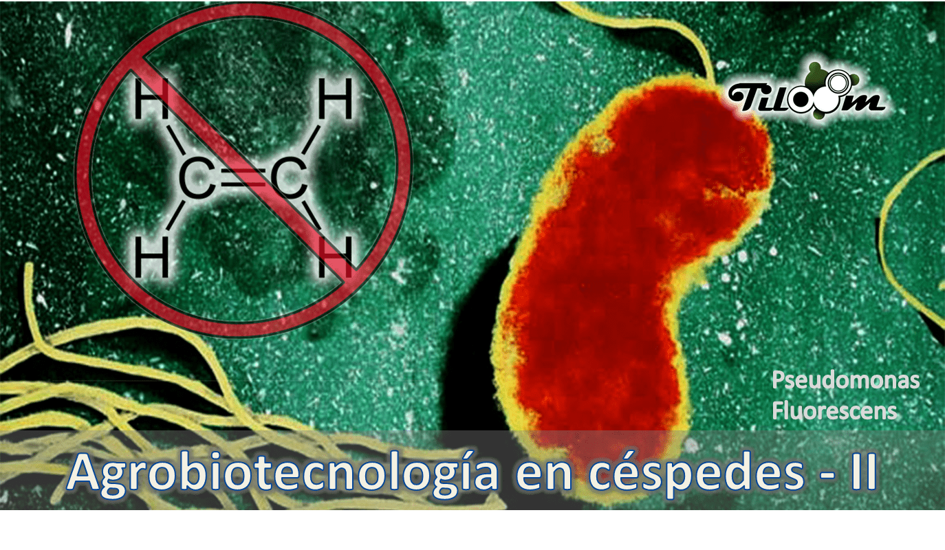 Tiloom - ACC-désaminase : l'enzyme qui protège votre gazon du stress - L'agrobiotechnologie au service des gazons II