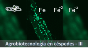 Tiloom - Sideróforos - Agrobiotecnologia em relvados - Agrobiotecnologia em relvados III