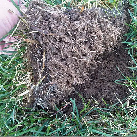 Tiloom - التكنولوجيا الحيوية الزراعية في العشب - منطقة الجذور والبكتيريا المفيدة للنباتات (PGPR) - thp turf Tiloom - التكنولوجيا الحيوية الزراعية في العشب - منطقة الجذور والبكتيريا المفيدة للنباتات (PGPR) - thp turf