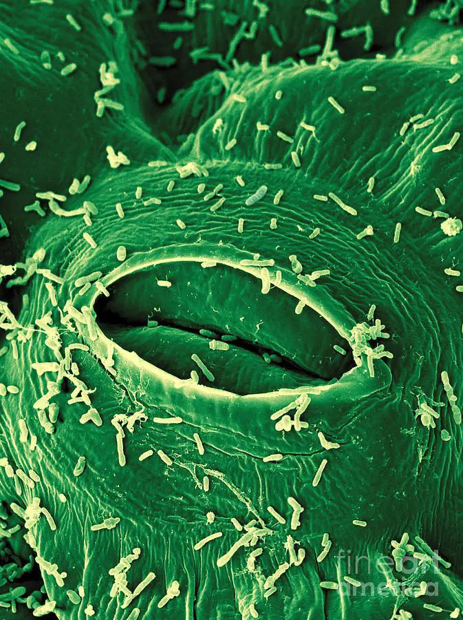 Tiloom - حمض الساليسيليك - التكنولوجيا الحيوية الزراعية في العشب - 1 Agrobacterium tumefaciens scimat Tiloom - حمض الساليسيليك - التكنولوجيا الحيوية الزراعية في العشب - 1 Agrobacterium tumefaciens scimat