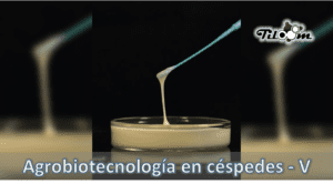 Tiloom - Exopolisacáridos - Agrobiotecnología en céspedes - biotec 5