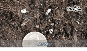 Tiloom - Larvas en el césped - larvas1