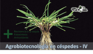 Tiloom - Acide salicylique - Agrobiotechnologie pour les pelouses - salicilico3