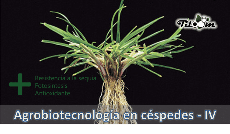 Tiloom - Salicylic acid - Agrobiotechnology for lawns - salicylico3