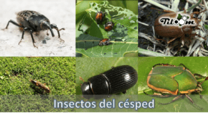 Tiloom - The most common ground beetles found in lawns - lawn insects
