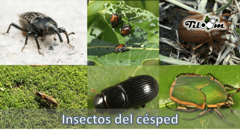 Tiloom – Die häufigsten Bodenkäfer im Rasen – Insekten im Rasen