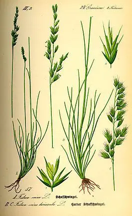 Tiloom - أنواع بذور العشب - 265px رسم توضيحي لـ Festuca ovina0 Tiloom - أنواع بذور العشب - 265px رسم توضيحي لـ Festuca ovina0