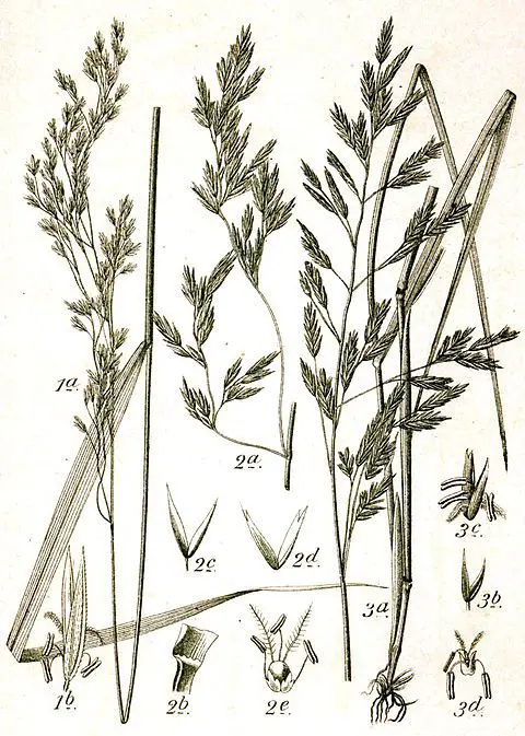 Tiloom - أنواع بذور العشب - 480px Festuca spp Sturm45 Tiloom - أنواع بذور العشب - 480px Festuca spp Sturm45