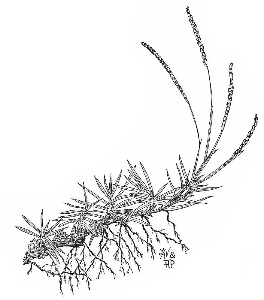 Tiloom - أنواع بذور العشب - eremochloa ophiuroides ha mbarkworth1 Tiloom - أنواع بذور العشب - eremochloa ophiuroides ha mbarkworth1
