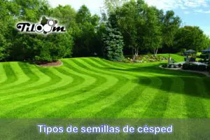 Tiloom – Types of grass seed – Greenkeepedia homepage