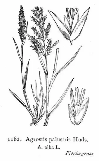Tiloom - أنواع بذور العشب - wal hoo01278 agrostis palustris Tiloom - أنواع بذور العشب - wal hoo01278 agrostis palustris